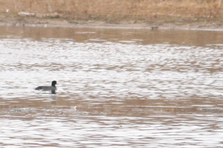 American Coot (Red-shielded) - ML22190481