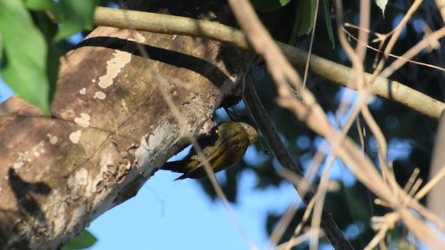 Little Woodpecker - ML221904881