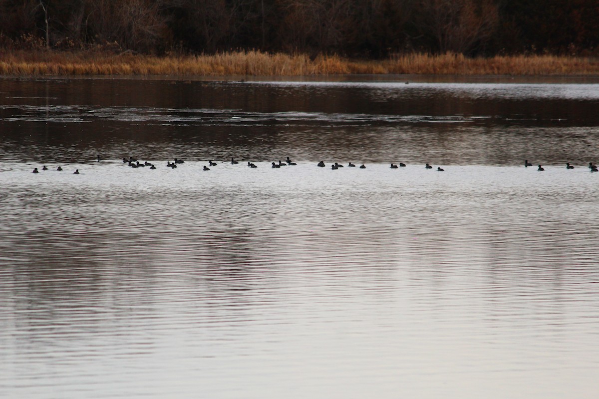 American Coot (Red-shielded) - ML22190501