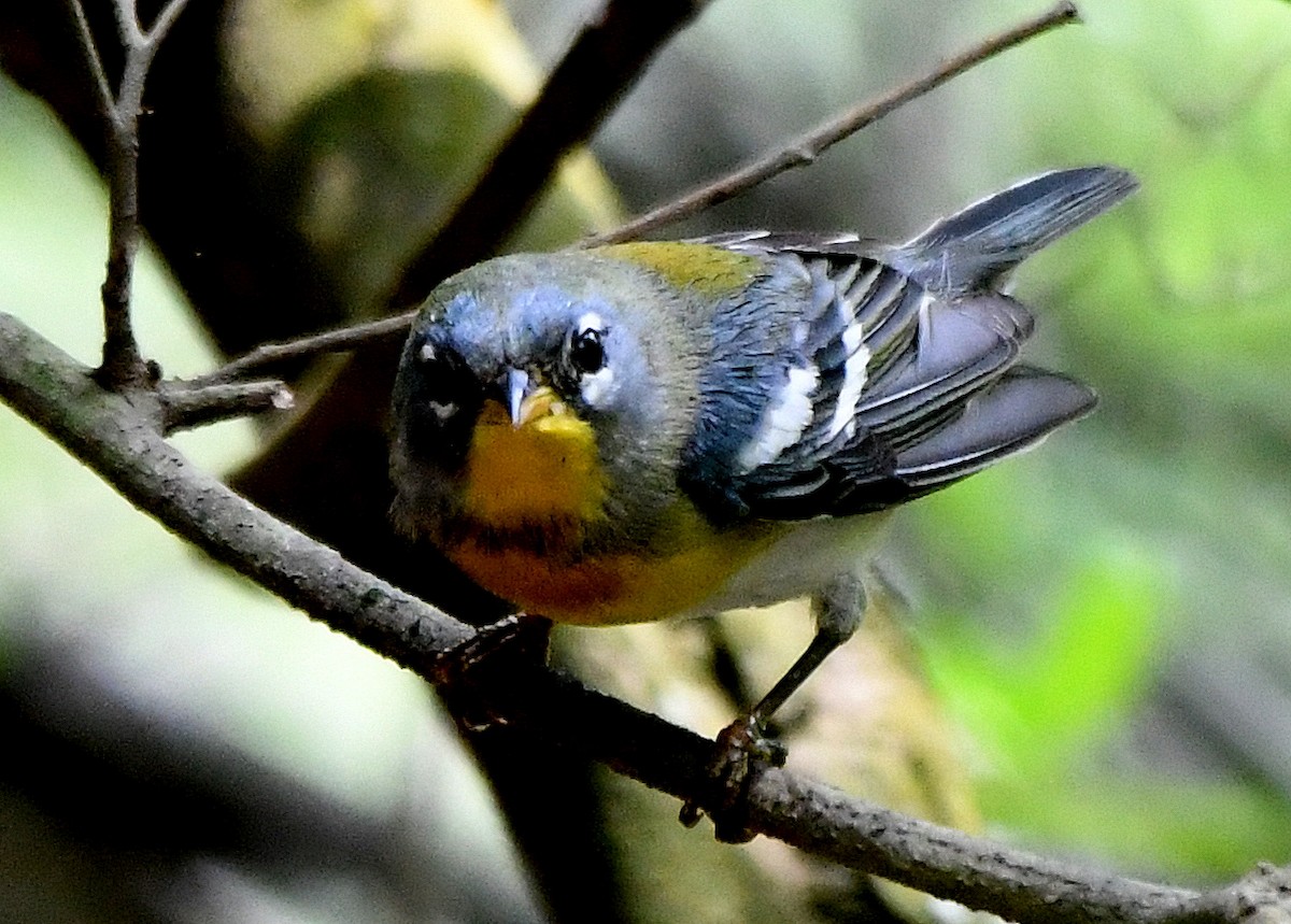 Northern Parula - ML221905111