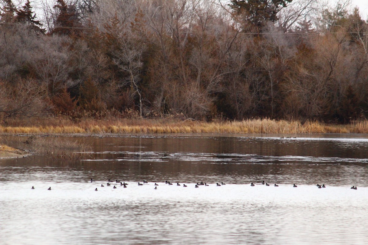 American Coot (Red-shielded) - ML22190521