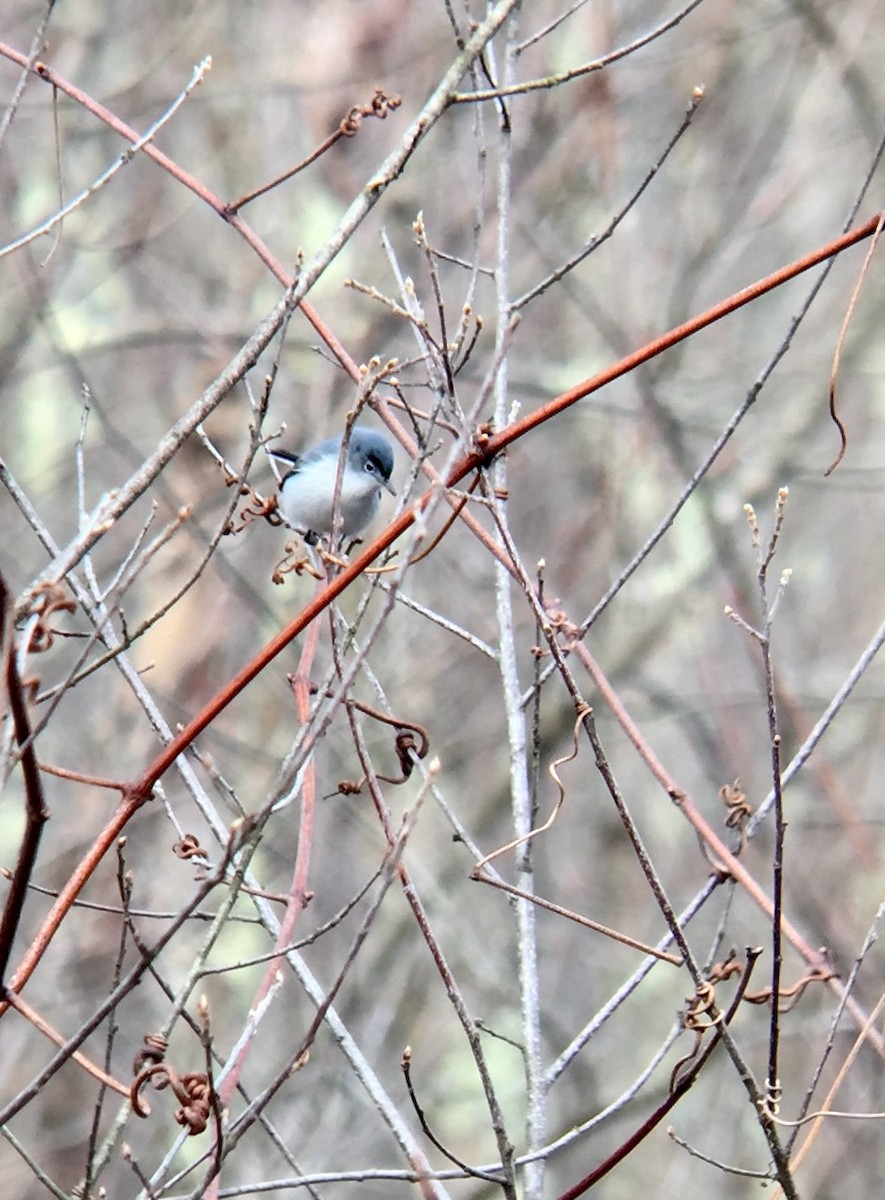 ブユムシクイ（caerulea） - ML221905321