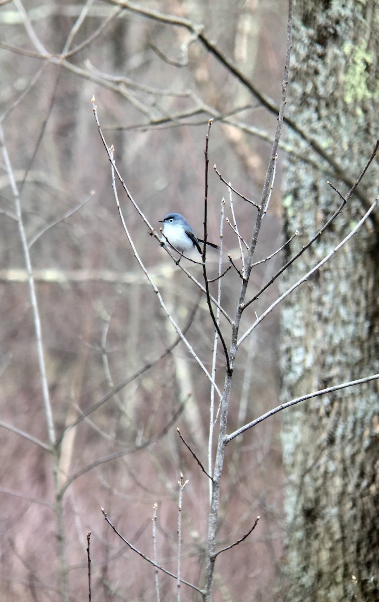 ブユムシクイ（caerulea） - ML221905331