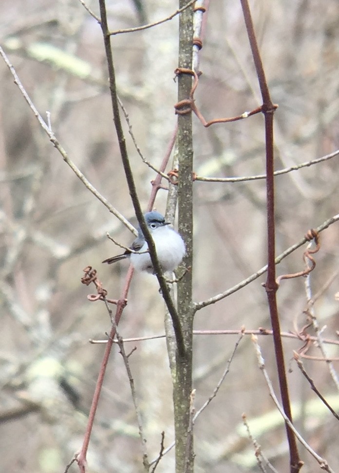ブユムシクイ（caerulea） - ML221905351