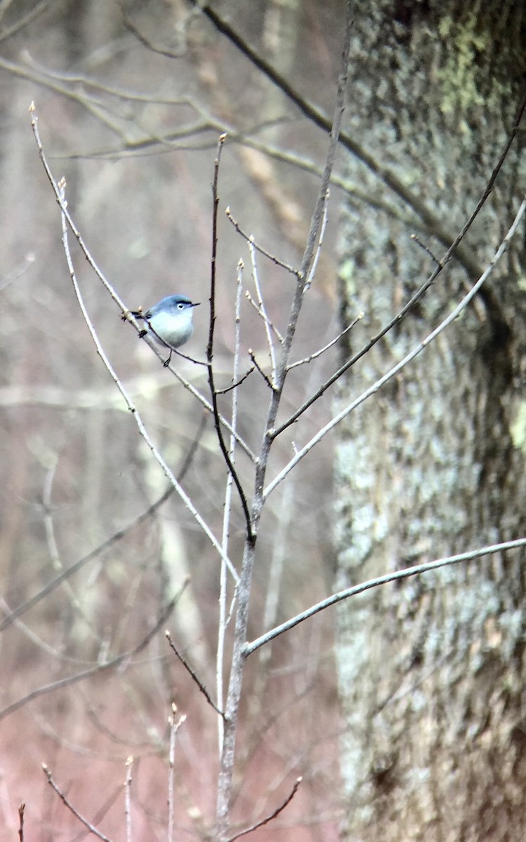 ブユムシクイ（caerulea） - ML221905371
