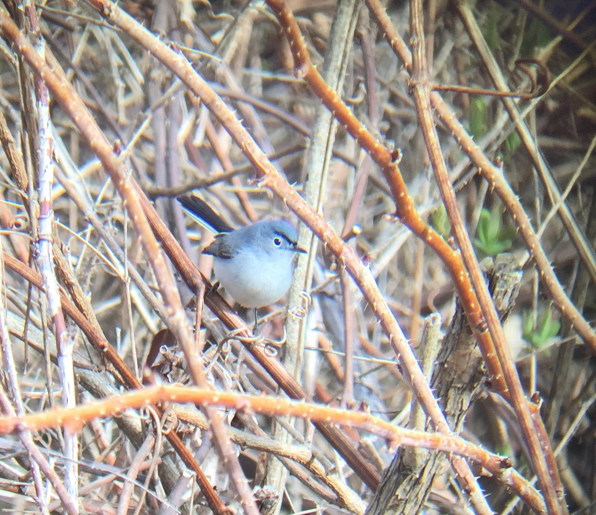 ブユムシクイ（caerulea） - ML221905461