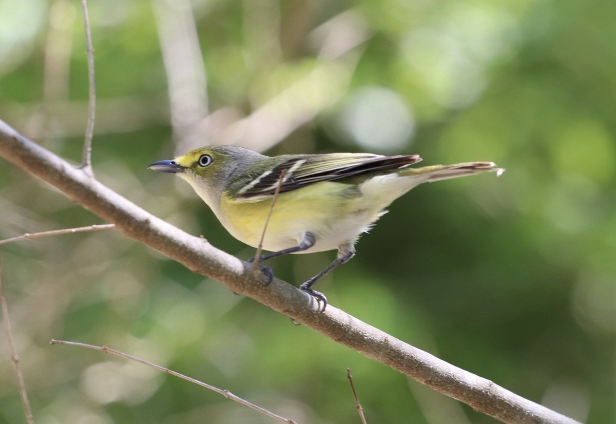 White-eyed Vireo - ML221906551