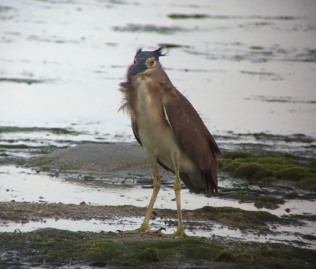 Nankeen Night Heron - ML22190711