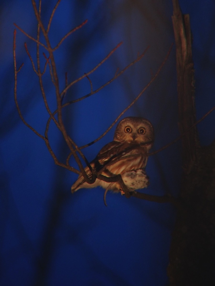 Northern Saw-whet Owl - ML221907441