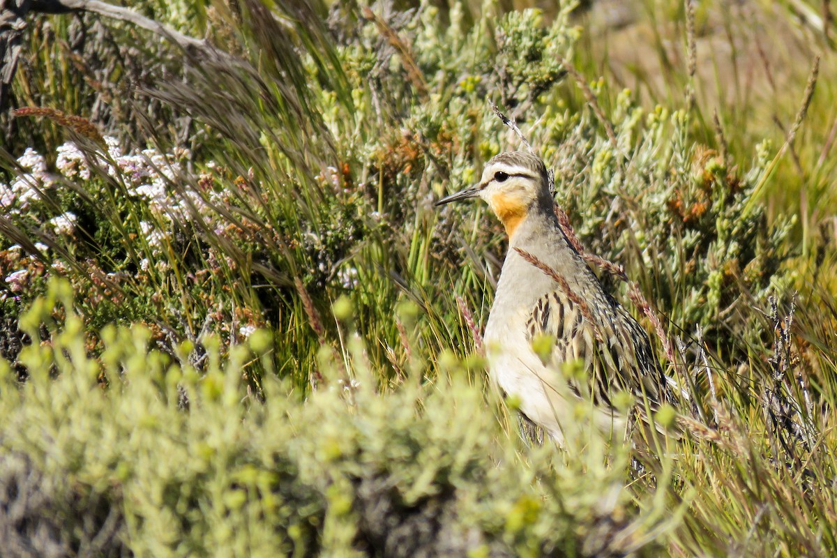 Tawny-throated Dotterel - ML221909001