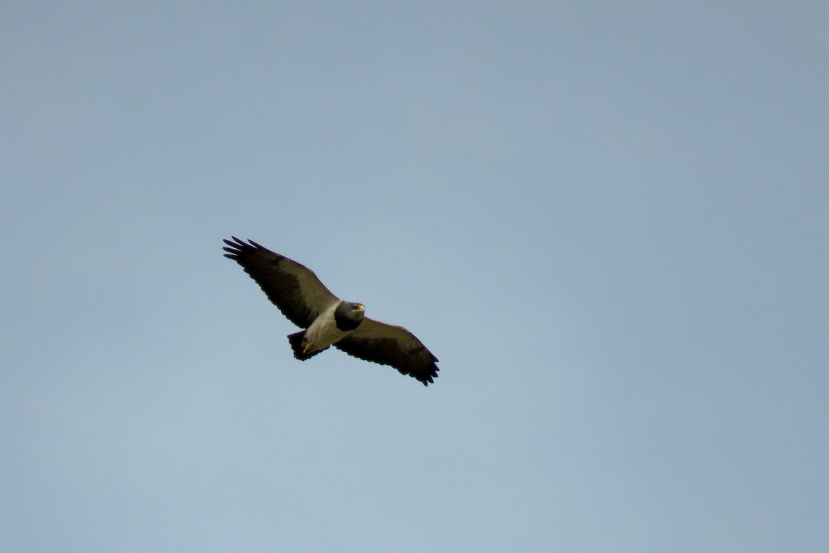 Black-chested Buzzard-Eagle - ML221909031