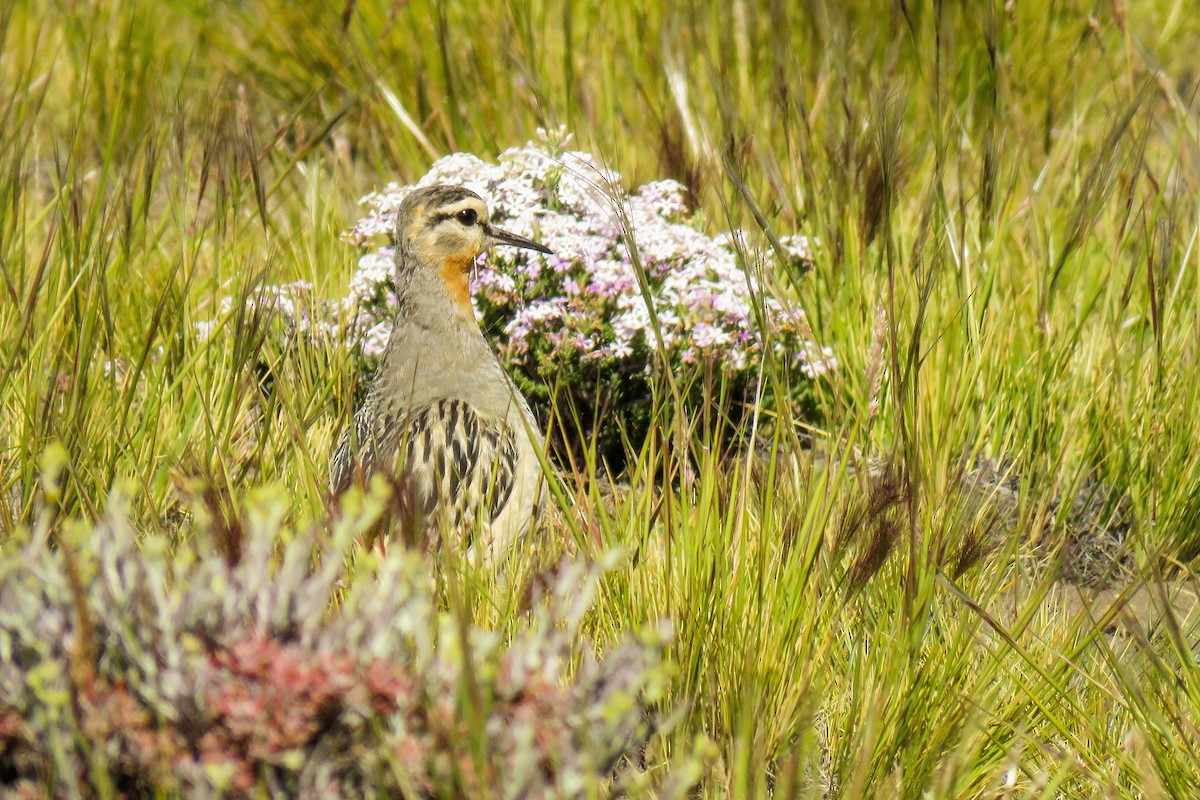 Tawny-throated Dotterel - ML221909081