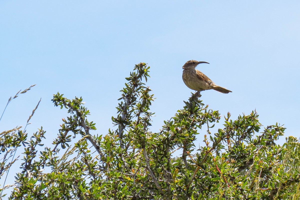 Scale-throated Earthcreeper - ML221909251