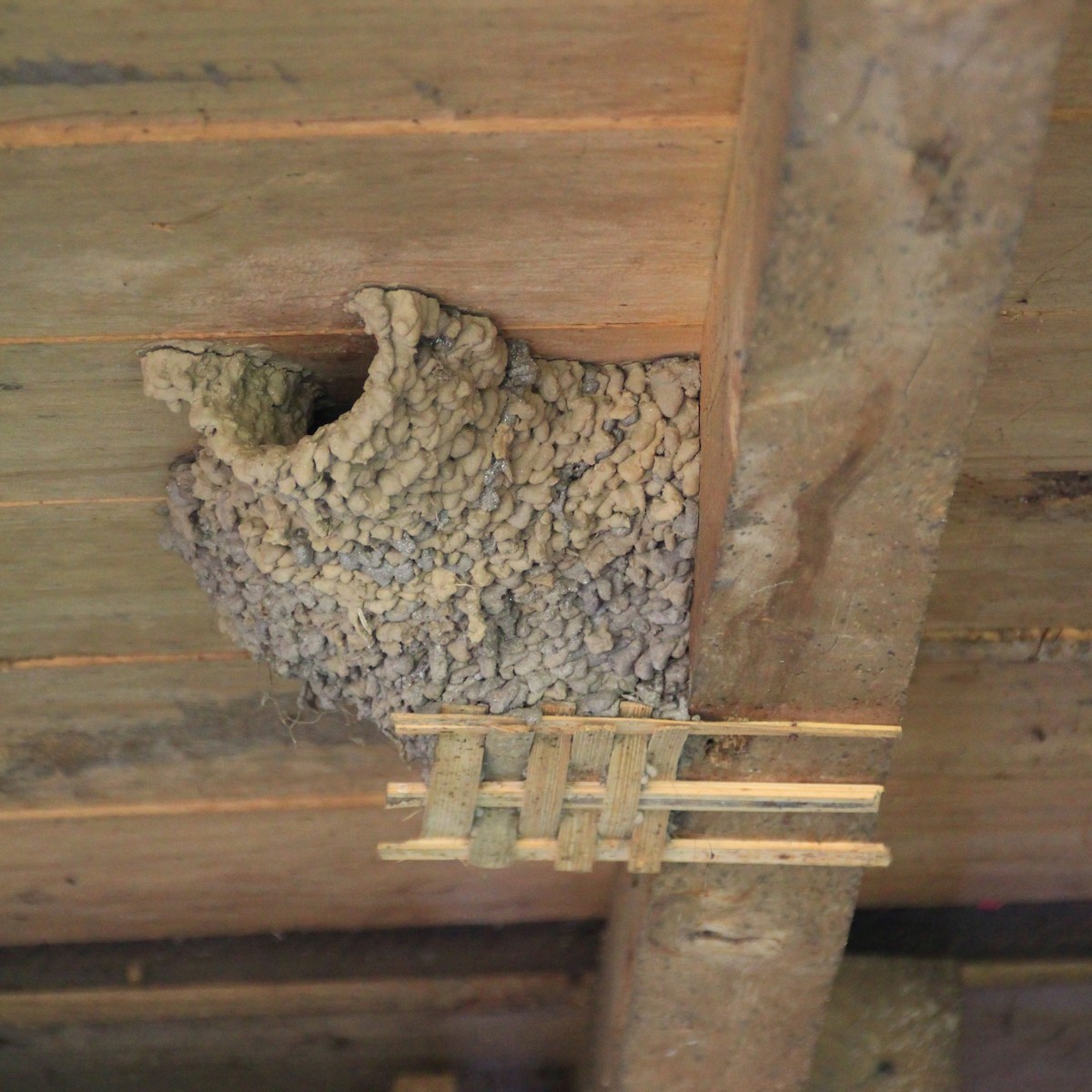 låvesvale - ML221909381