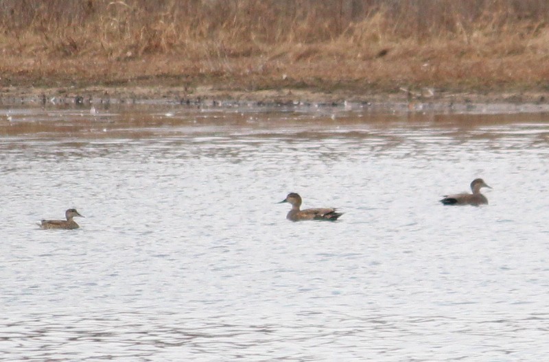 Gadwall - ML22190951