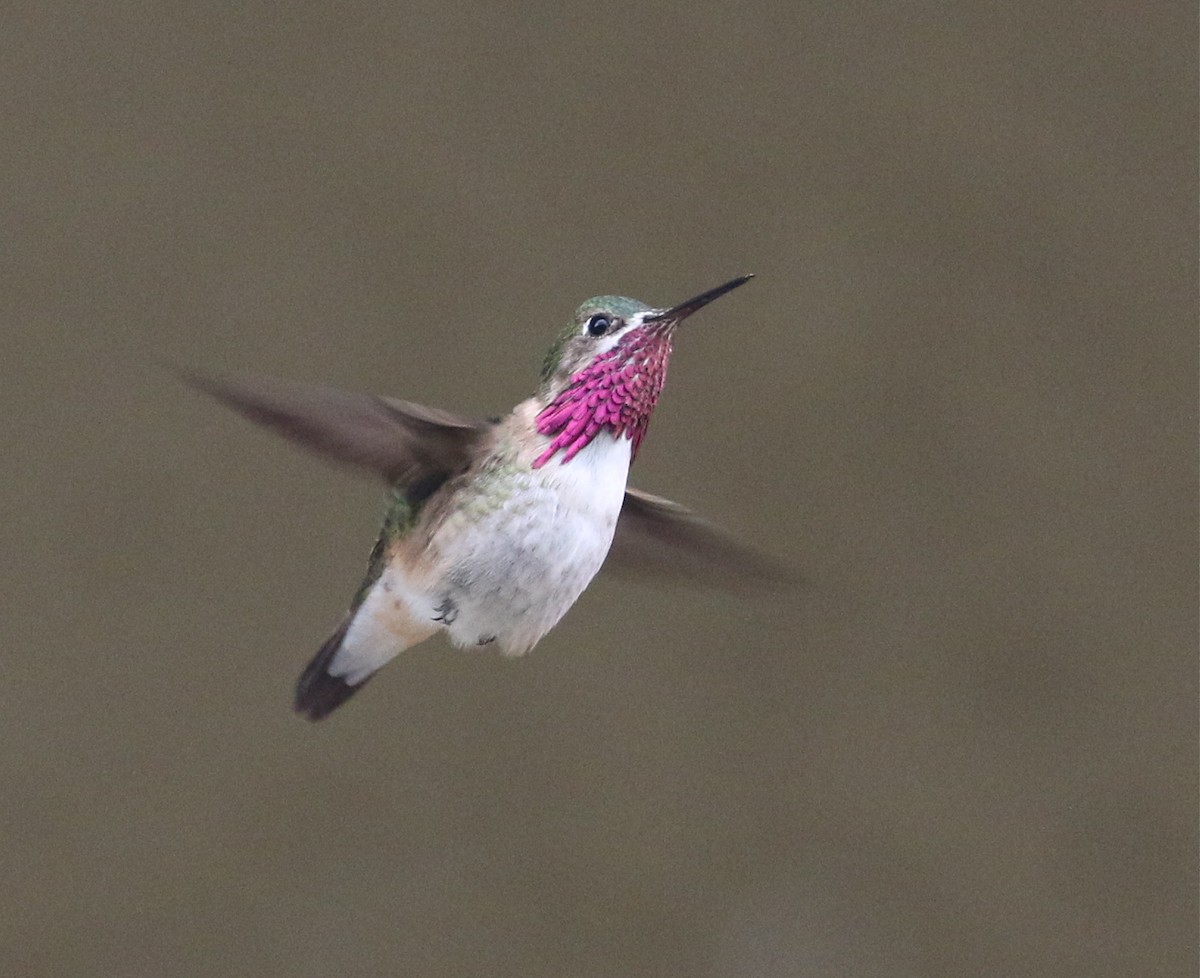 Calliope Hummingbird - Pair of Wing-Nuts