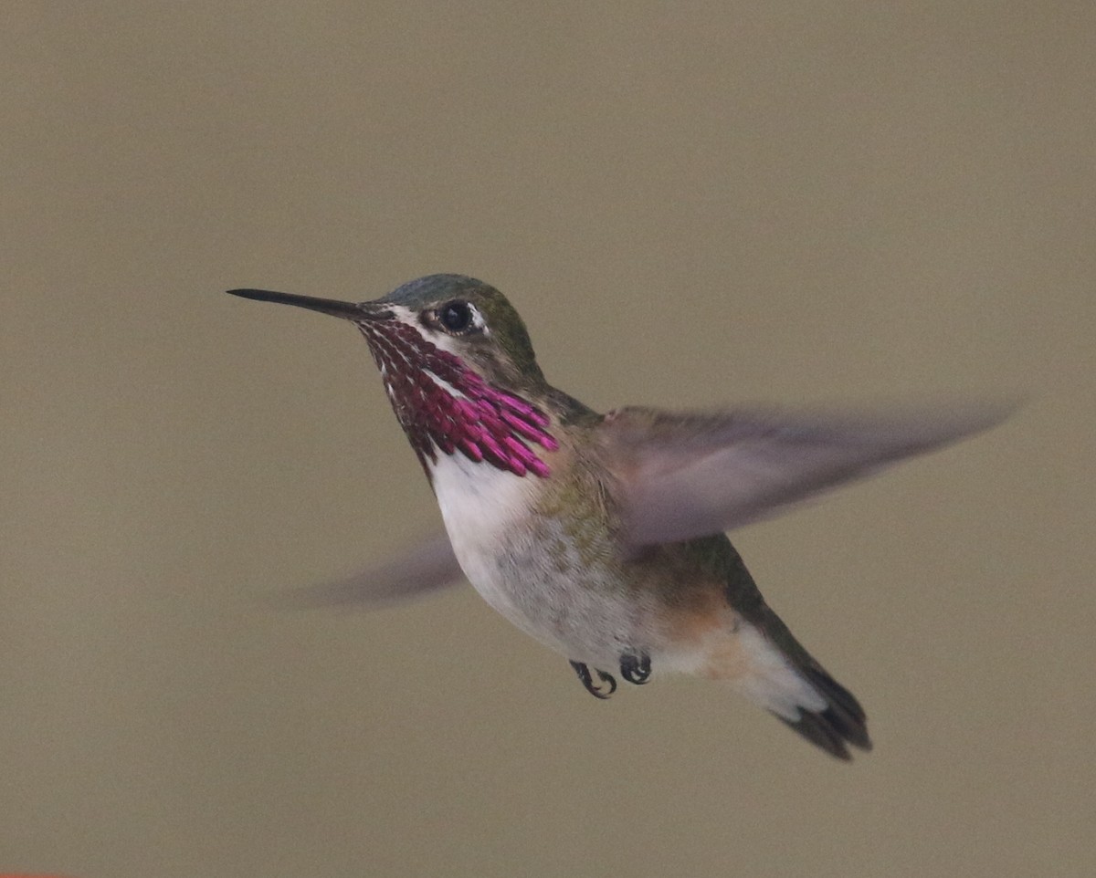 Calliope Hummingbird - Pair of Wing-Nuts