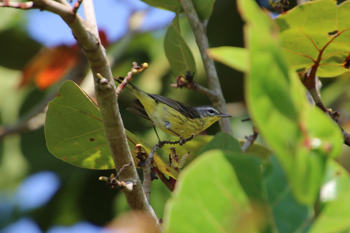 Magnolia x Palm Warbler (hybrid) - John Groskopf