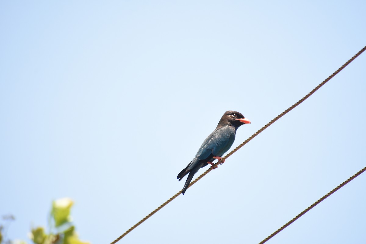 Dollarbird - ML221914751