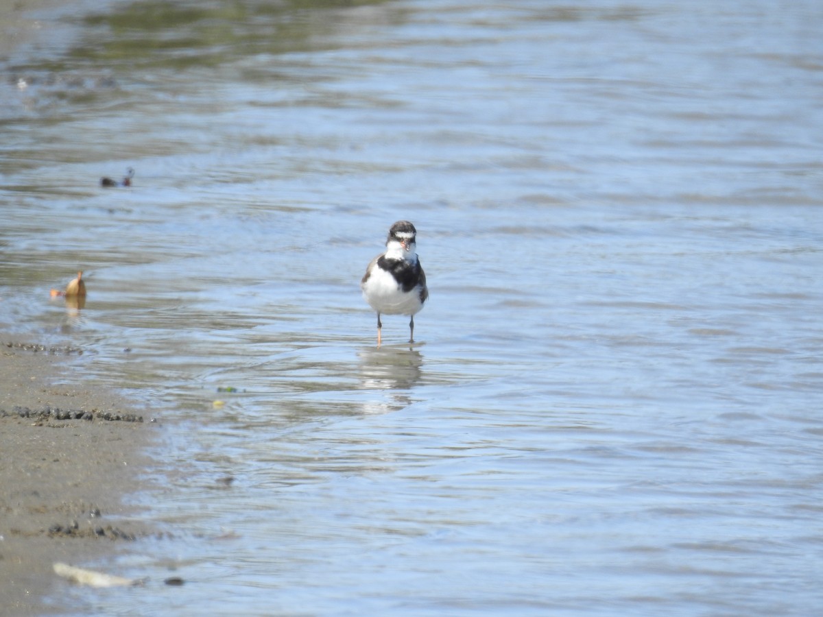 Semipalmated Plover - Fernando Angulo - CORBIDI