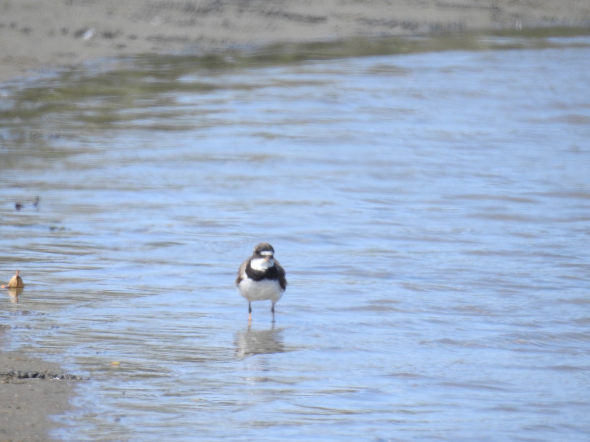 Semipalmated Plover - Fernando Angulo - CORBIDI