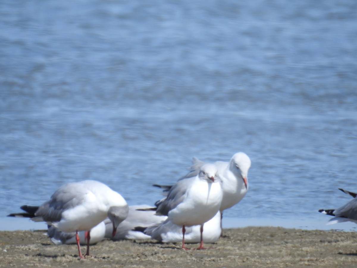 Gray-hooded Gull - ML221915451