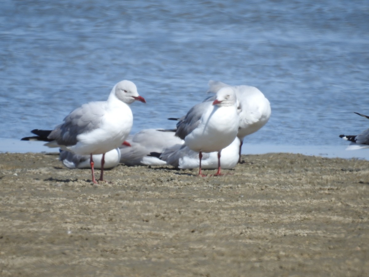 Gray-hooded Gull - ML221915461