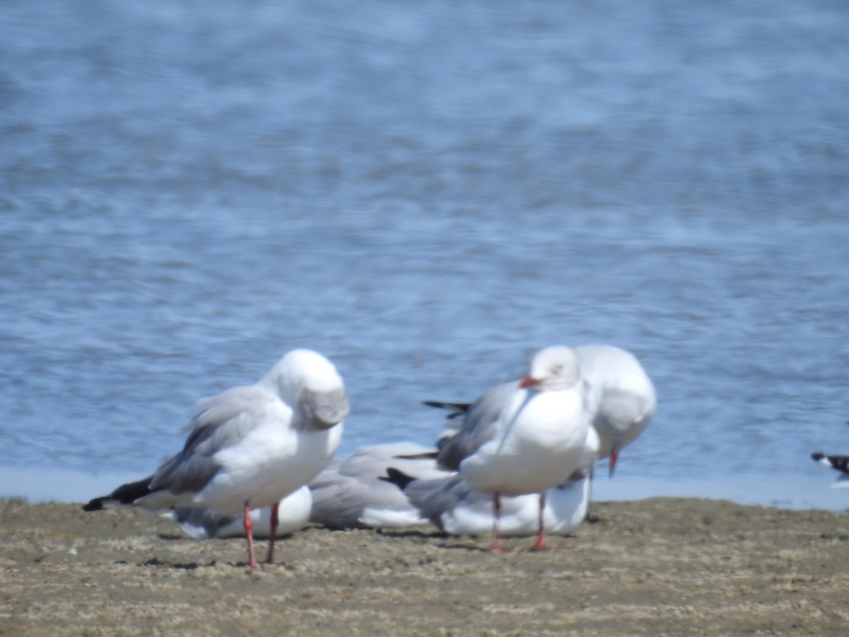 Gray-hooded Gull - ML221915471