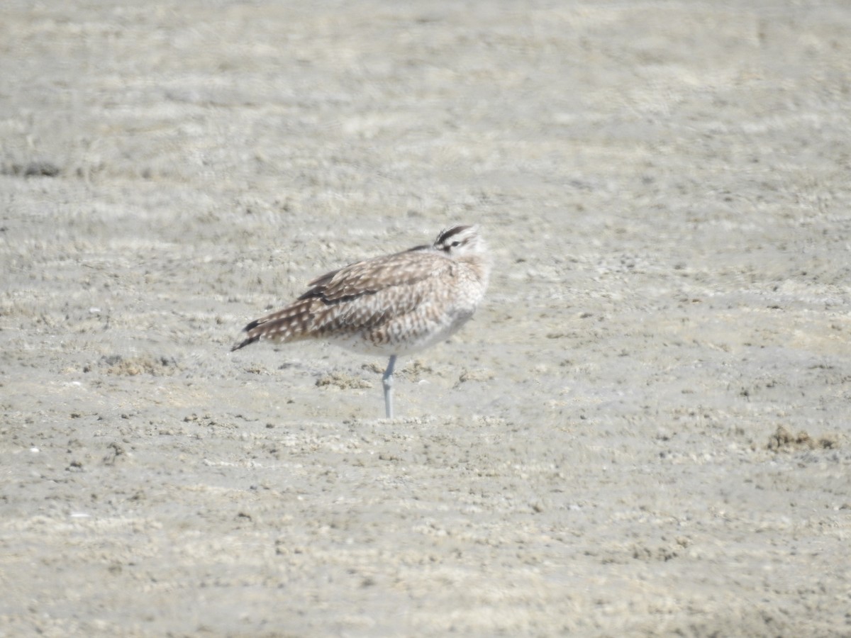 Whimbrel - ML221915511