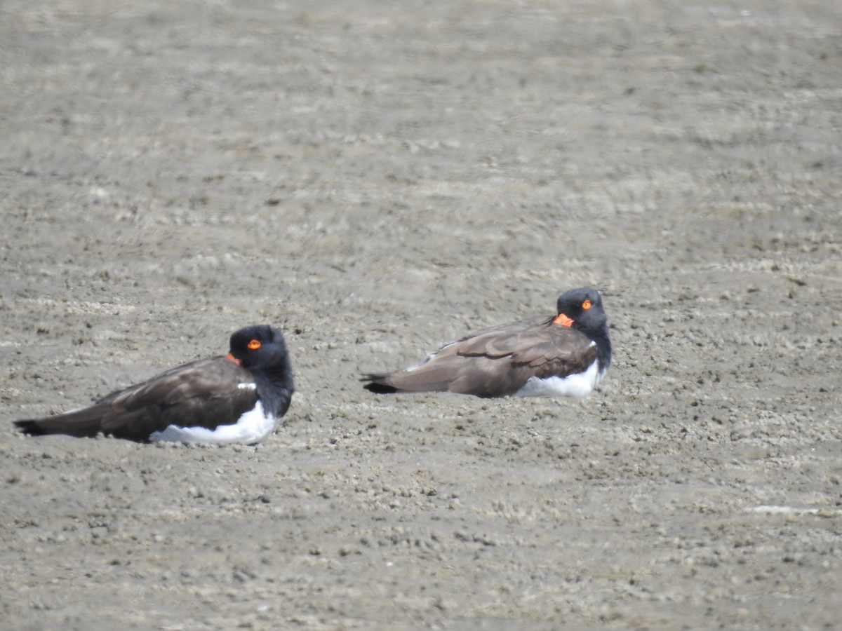 American Oystercatcher - ML221915561