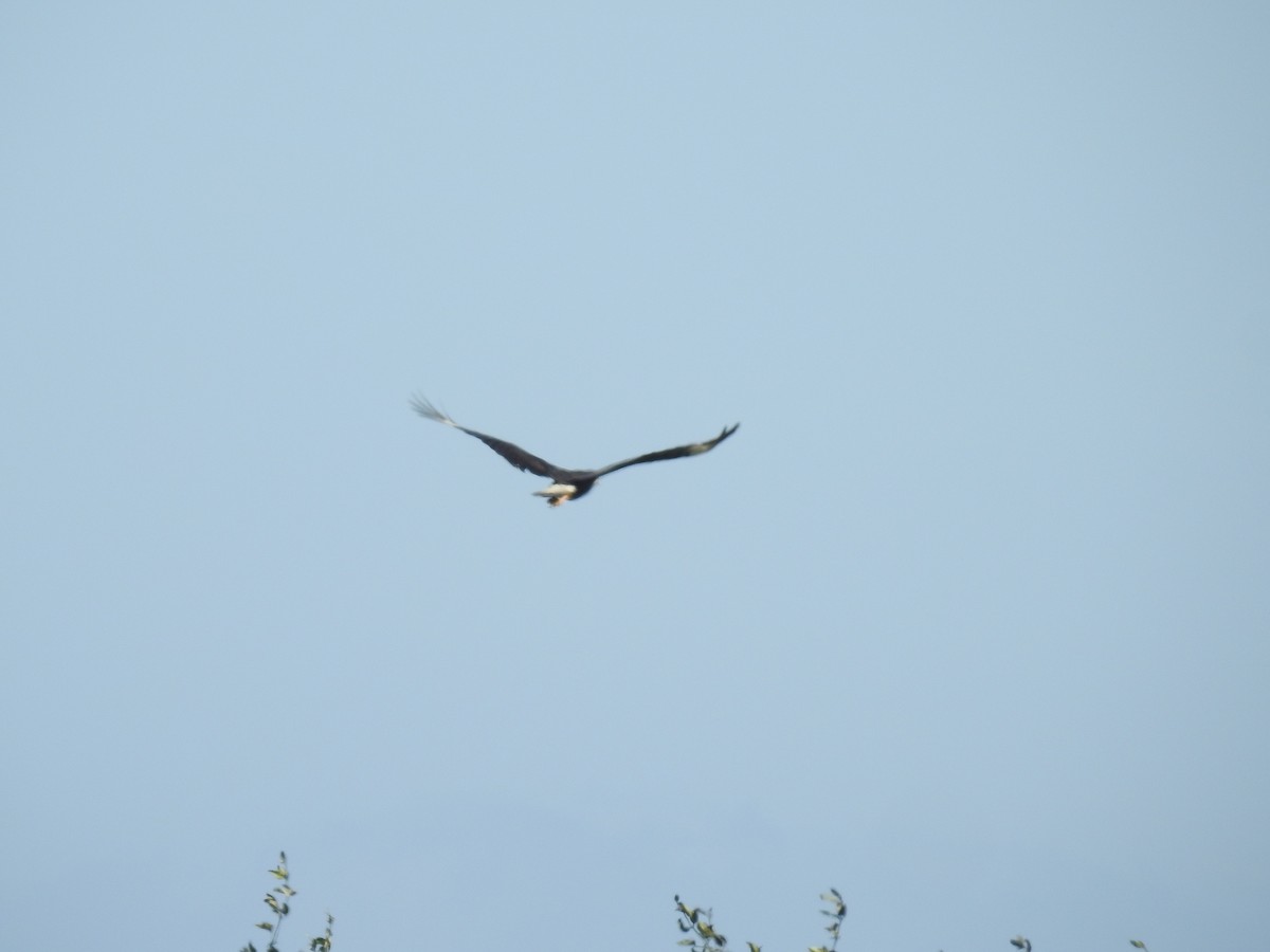 Crested Caracara (Northern) - ML221916101