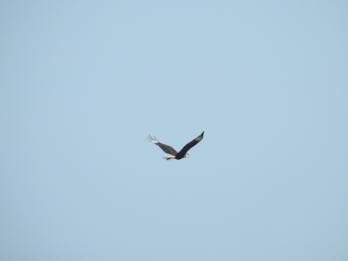 Crested Caracara (Northern) - ML221916131