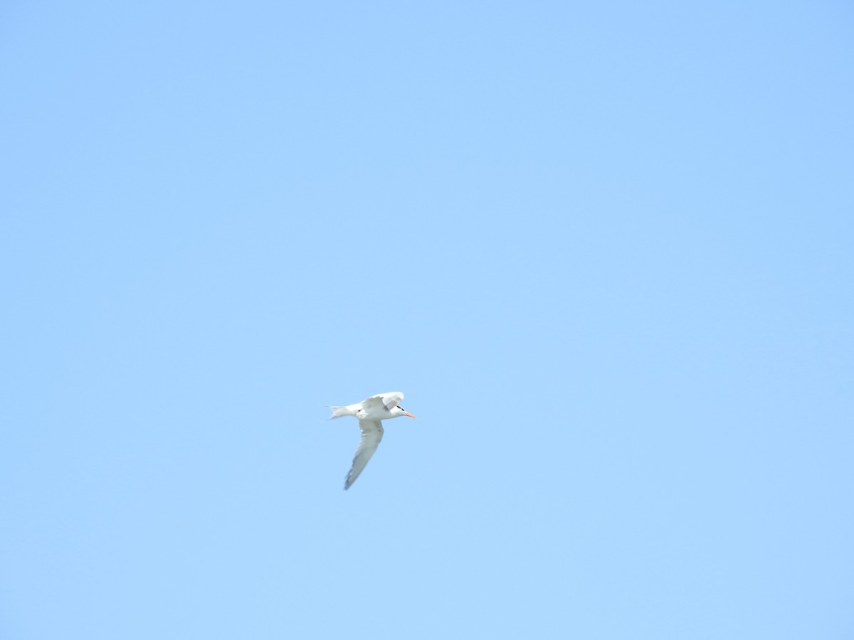 Royal Tern - ML221916591