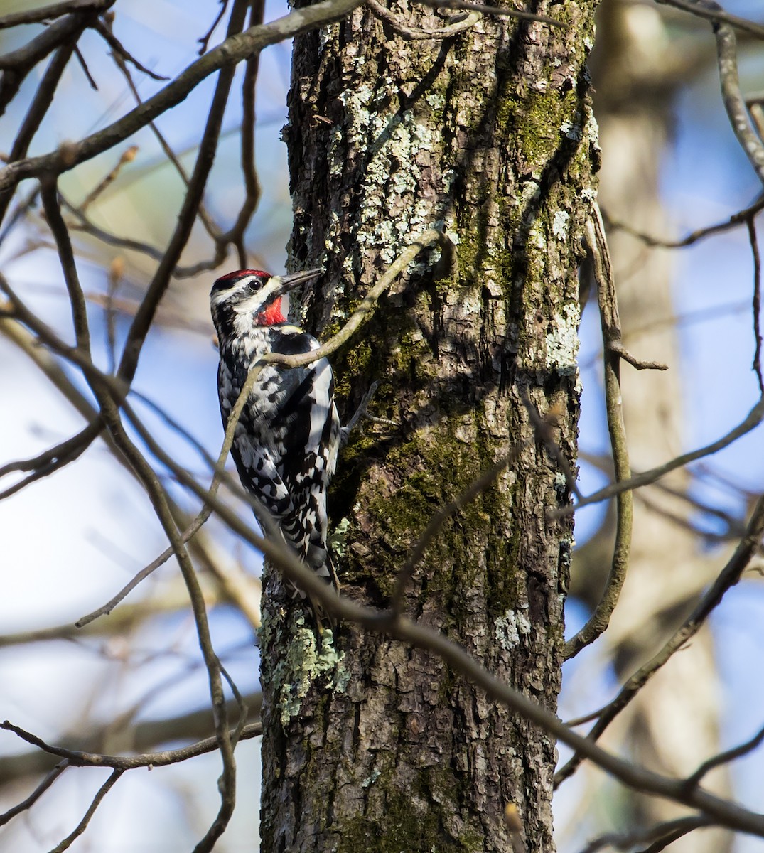 Yellow-bellied Sapsucker - ML221917241