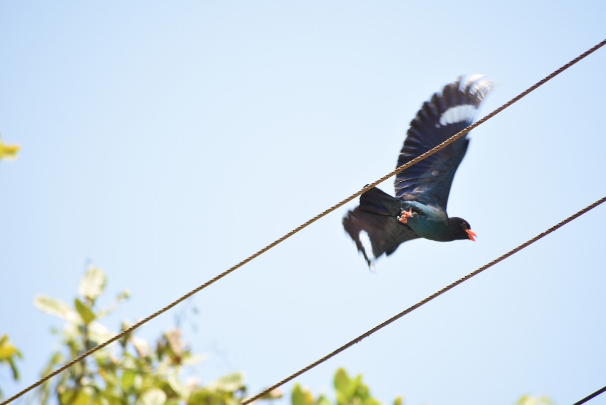 Dollarbird - ML221917581