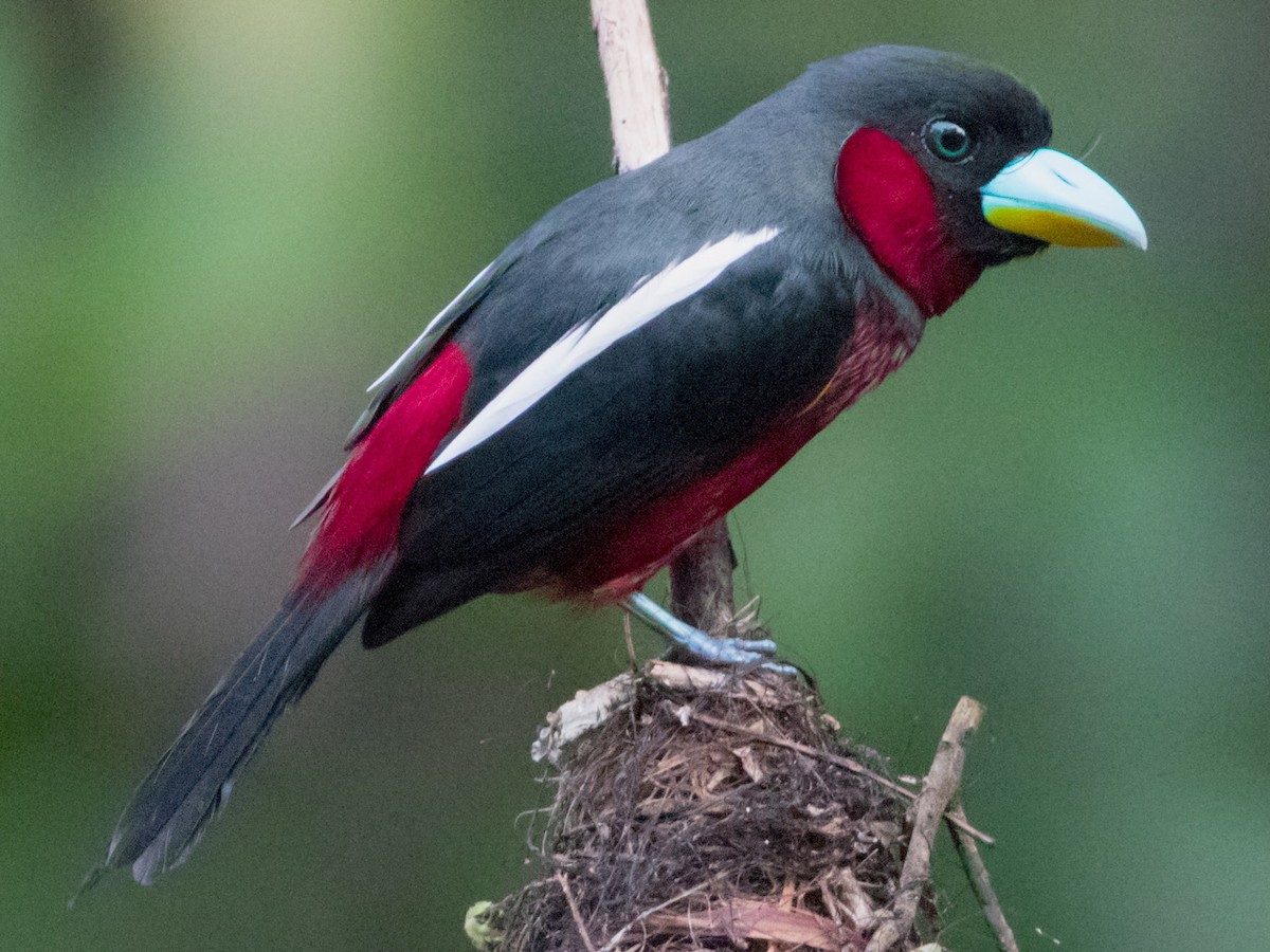 Photos - Black-and-red Broadbill - Cymbirhynchus macrorhynchos