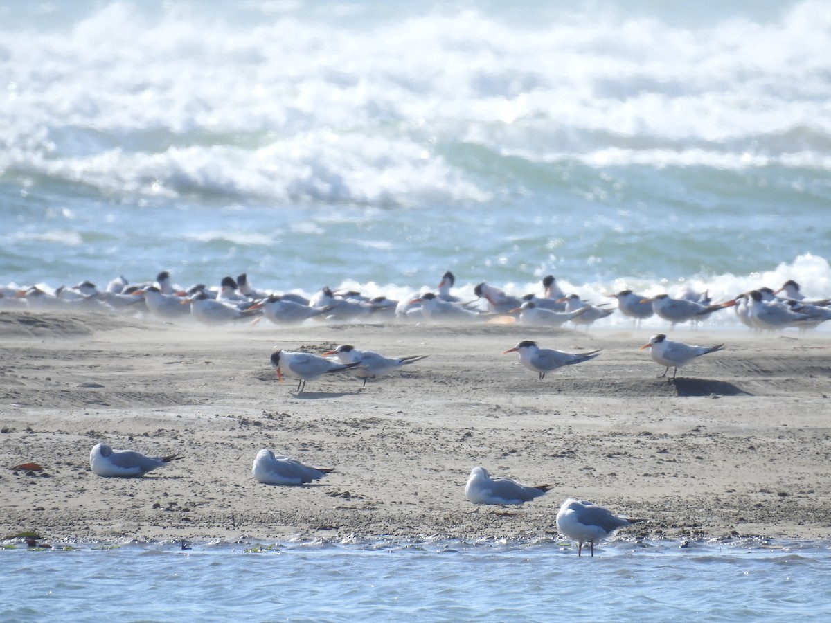 Elegant Tern - ML221918401