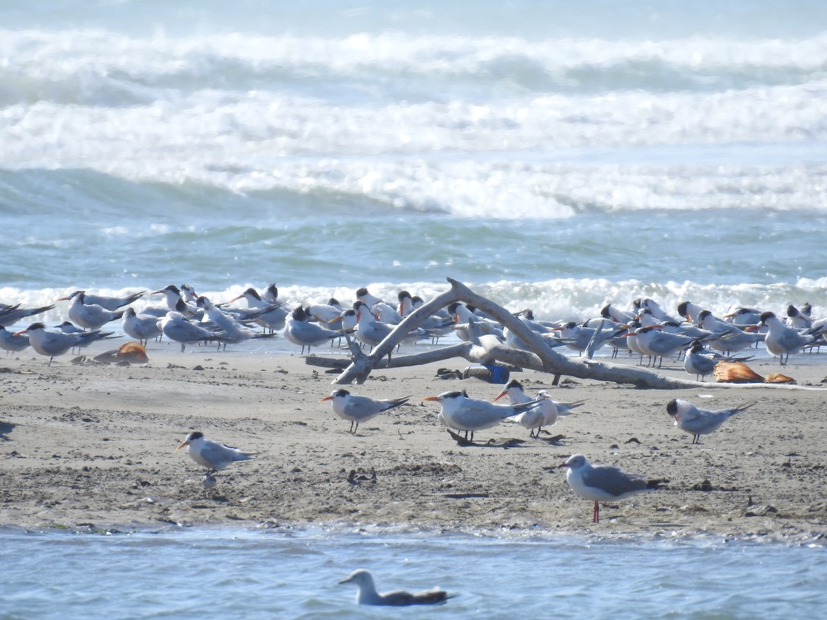 Elegant Tern - ML221918491