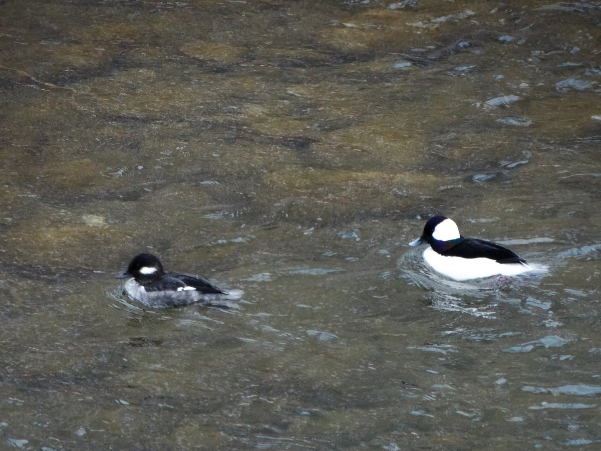 Bufflehead - ML221918581