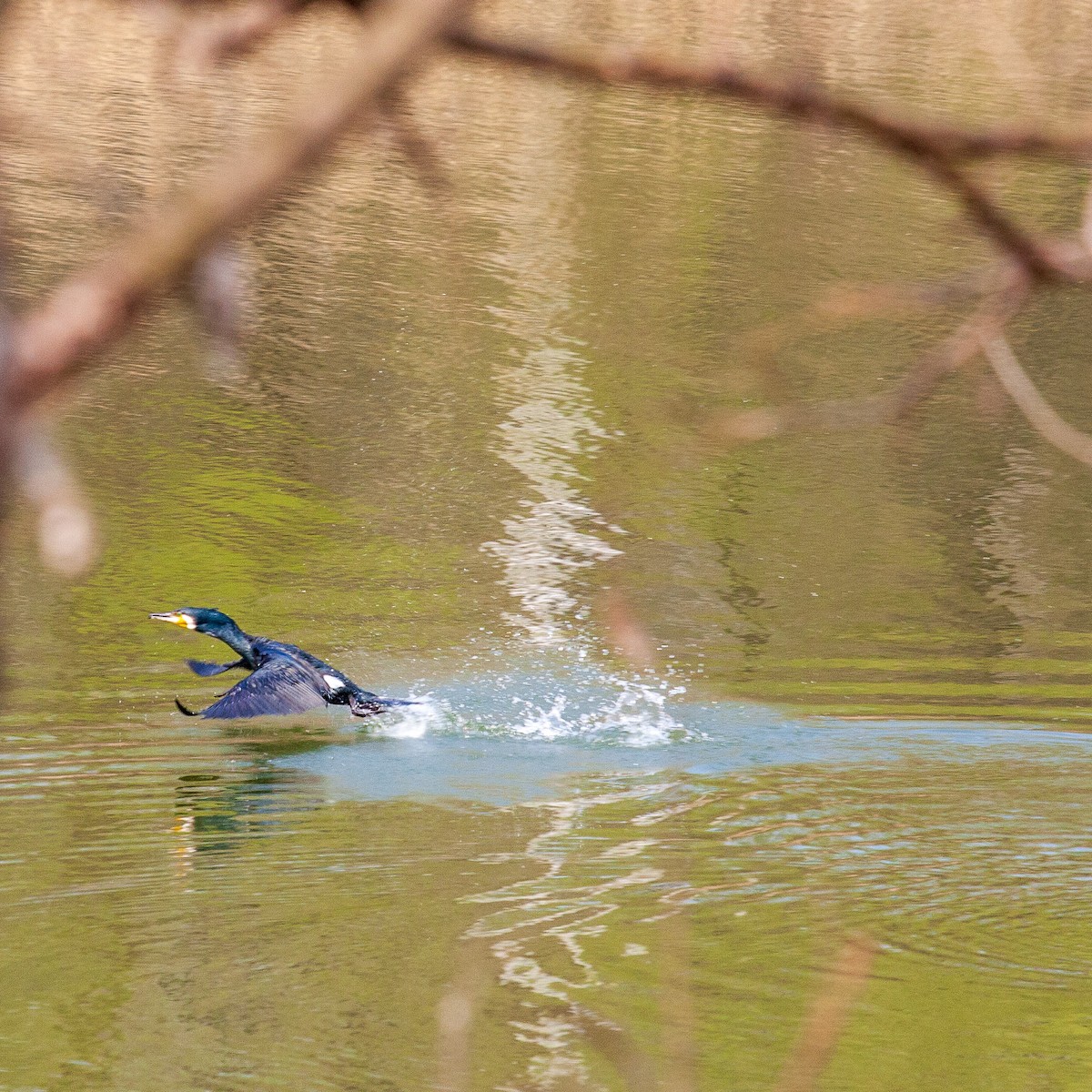 Great Cormorant - ML221918601