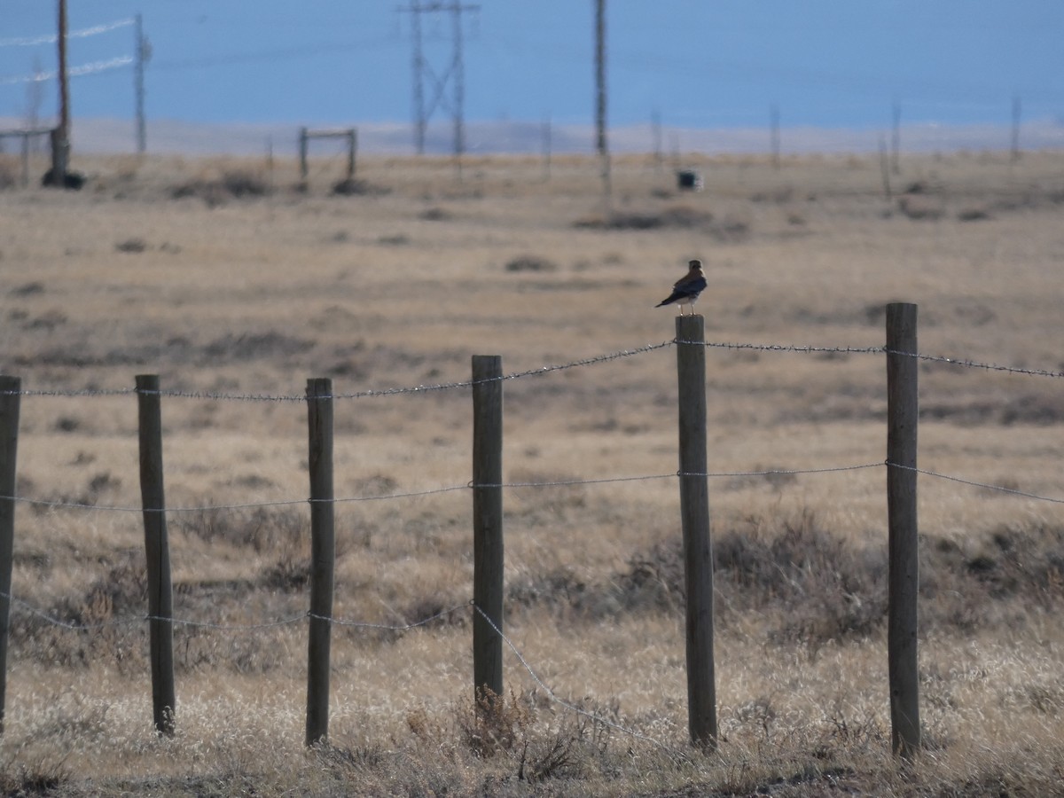 American Kestrel - ML221918751