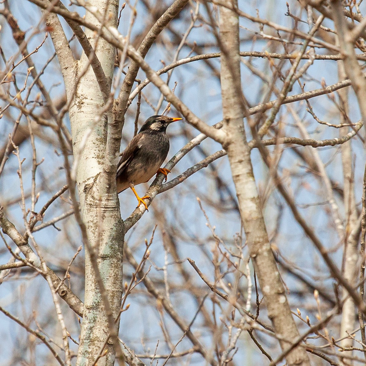 White-cheeked Starling - ML221918961