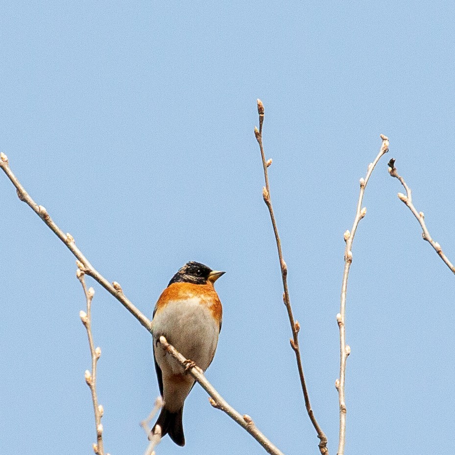 Brambling - ML221919001