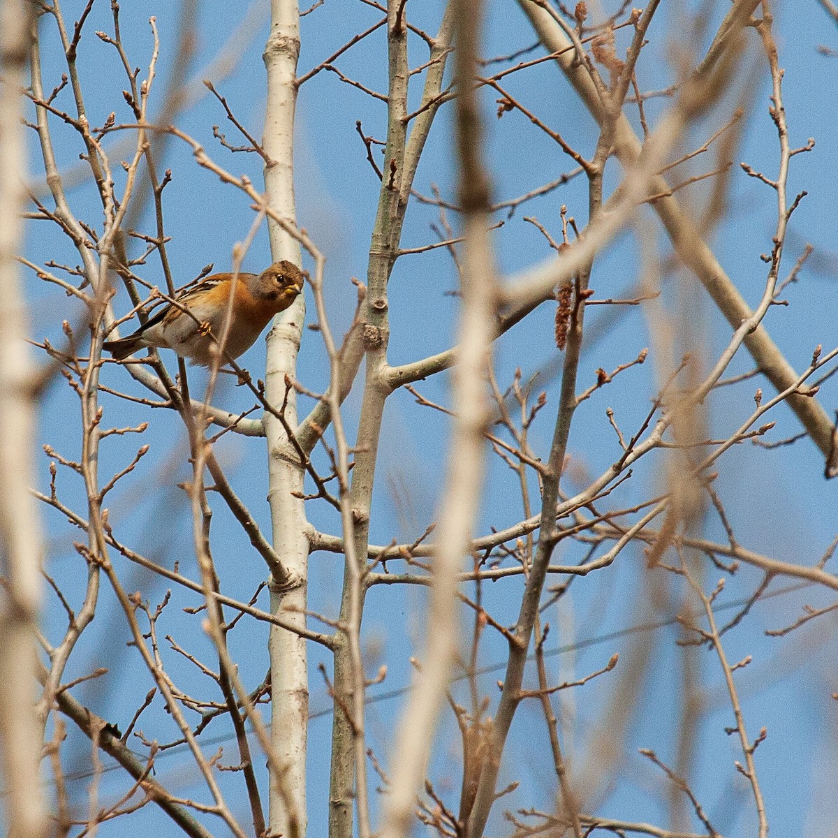 Brambling - ML221919021