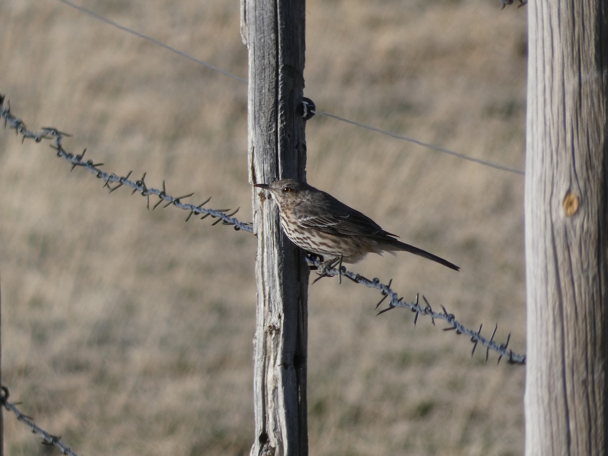 Sage Thrasher - ML221919091