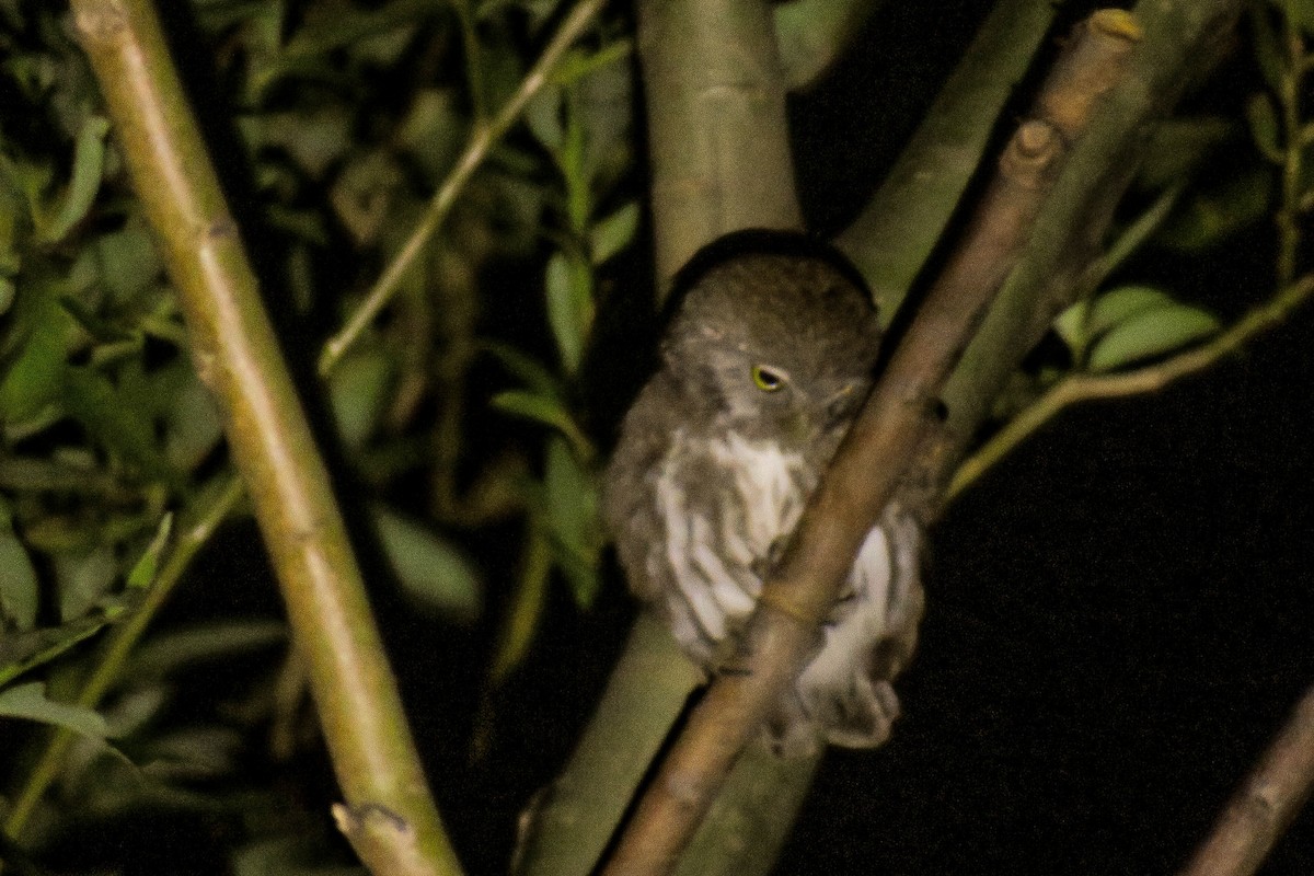 Austral Pygmy-Owl - Maria del Castillo