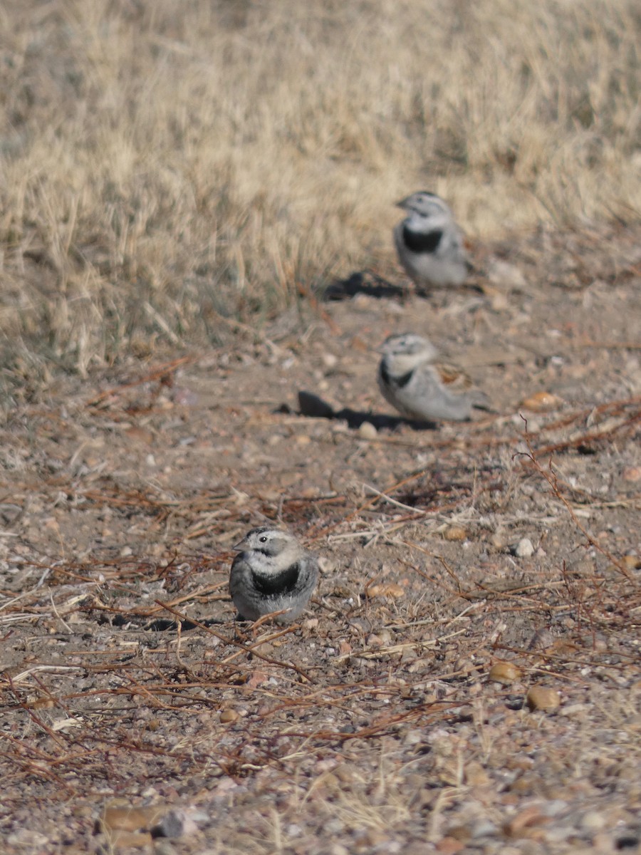 Thick-billed Longspur - Nell Smith