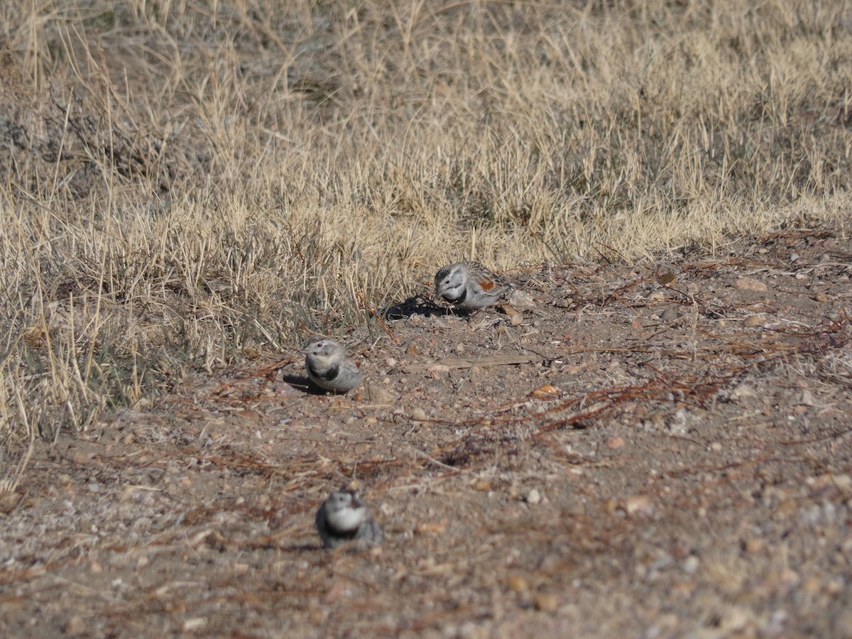 Thick-billed Longspur - ML221920581