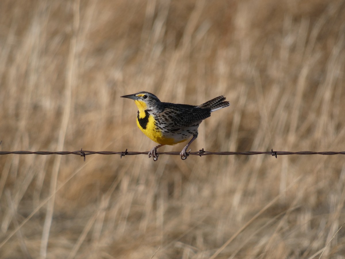 Western Meadowlark - Nell Smith