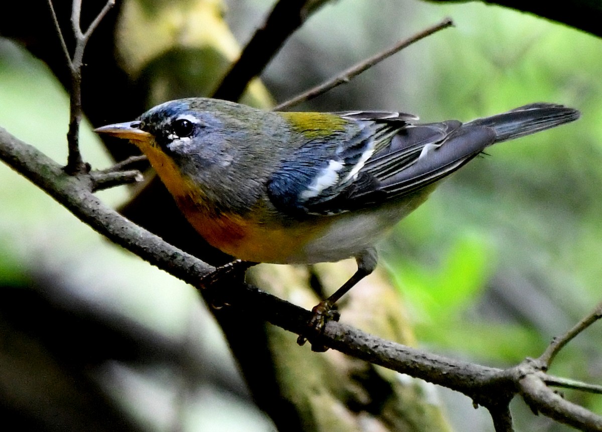 Northern Parula - Tom Unsicker